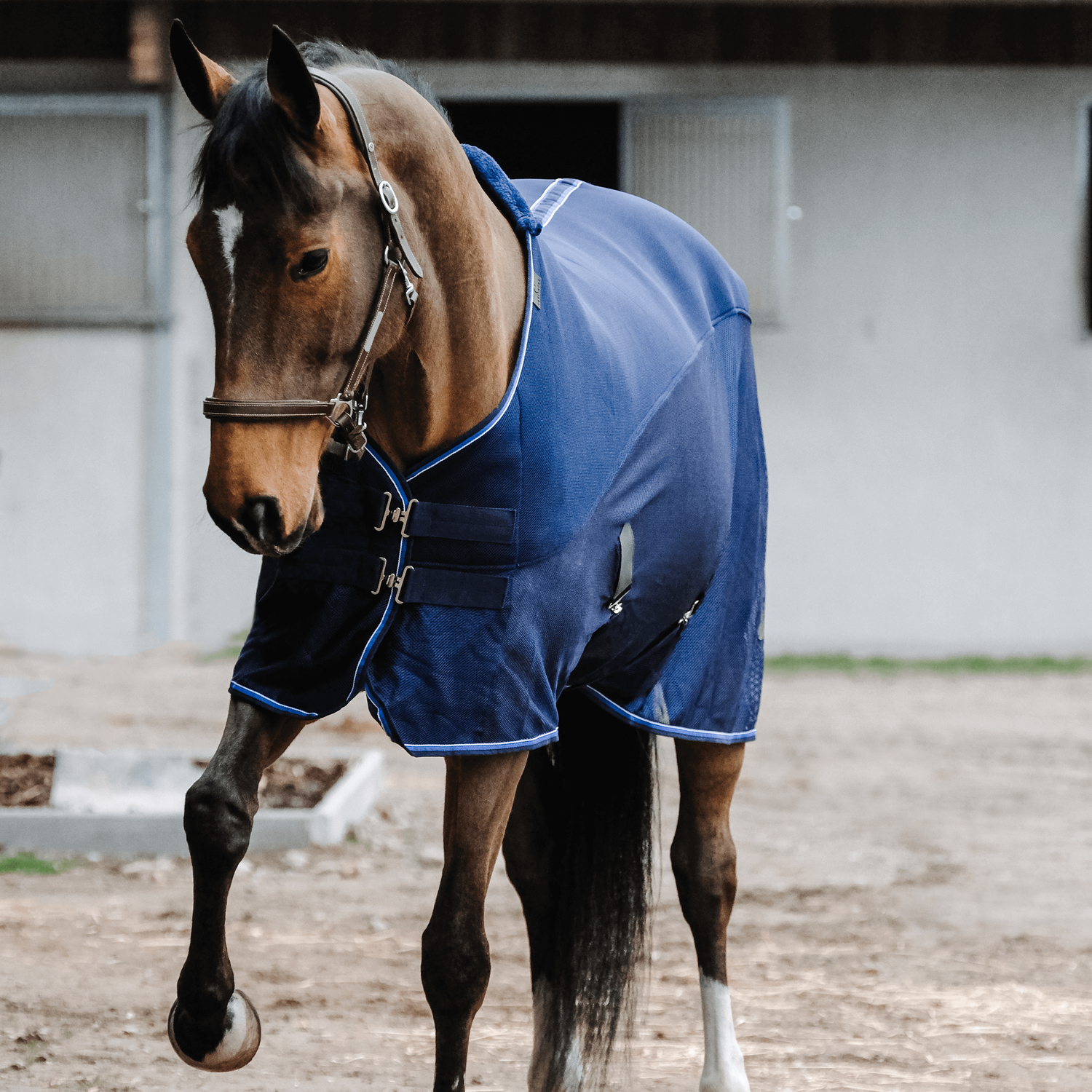 Guêtres De Transport Pour Cheval Ekkia Equitheme Classic - Bleu Marine, 100% Cuir, Neuf Sous Emballage